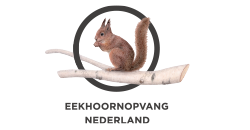 Eekhoornopvang Nederland - CJ Wildlife partner